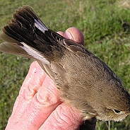 Mindre flugsnappare, Sundre 20100512